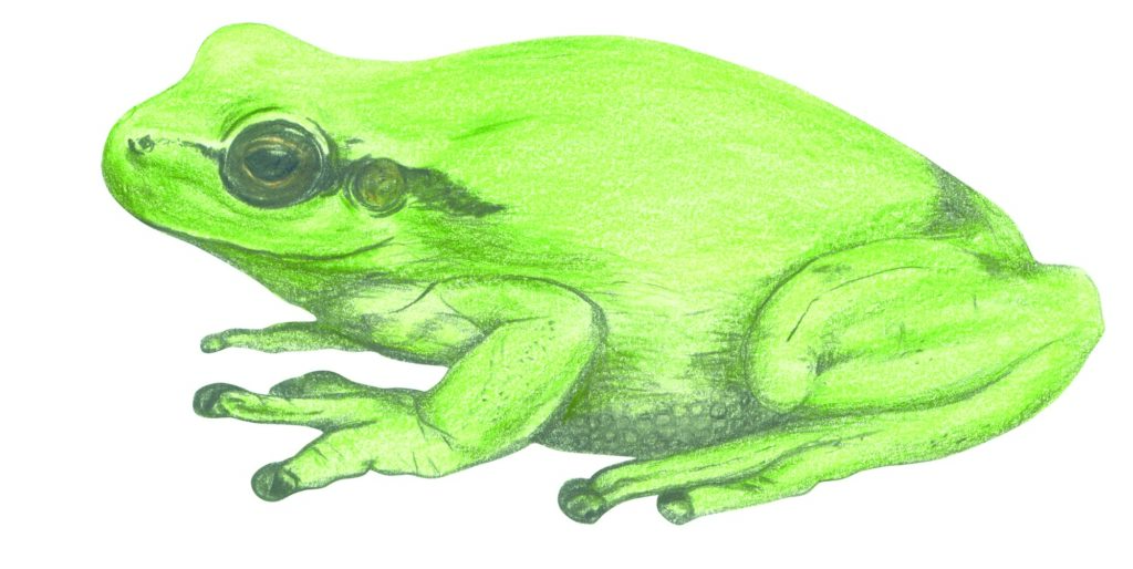 rana