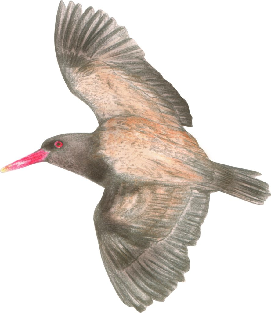 ostrero-1